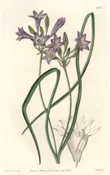Triteleia ou brodiacea lache - Water forte by S. Watts from an illustration by Sarah Anne Drake (1803-1857), from Botanical Register