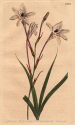 長い管状のトリトニアで、ピンクの足とバラの葉脈を持つ白い花が特徴です。長い管状のトリトニーは、ピンクの茎とピンクの葉脈のある白い花を持つトリトニア・カペンシス。Sydenham Edwardsによる植物図鑑からの手彩色銅版画。