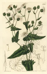 カブの葉のムスクサッコリー、Moscharia pinnatifida。Sydenham Edwards
