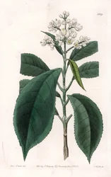 Turpinia Variete - イギリスのSydenham Edwards（1768-1819）のBotanical Registerに掲載されているSarah Anne Drake（1803-1857）のイラストをS.Wattsがエングレービングしたプレート。