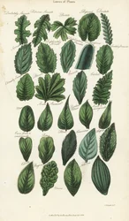 植物の葉の種類。Sydenham Edwardsによる手彩色銅版画（John Mason Good