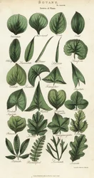 植物の葉の種類。Sydenham Edwardsによる手彩色銅版画（John Mason Good