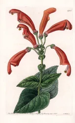 Variete de gesneria, a flower in tube - イギリスのSydenham Edwards (1768-1819)のBotanical Registerに掲載されたSarah Anne Drake (1803-1857)のイラストをもとにS.Wattsが彫刻したプレート。