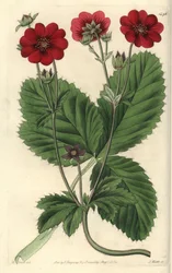 シンクフォイルの変種 - ラッセルのポテンティラ（Potentilla russelliana）。Sydenham Edwards