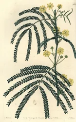 アカシア（またはカシア）の変種 - シダの葉のアカシア（Acacia pentadenia）。Sydenham Edwards