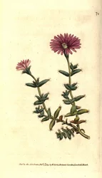 フィコイドの変種 - ヒゲのあるイチジクキンポウゲ（Mesembryanthemum barbarum）。William Curtis