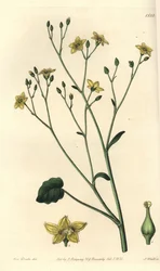 オーストラリア固有のビラシアの変種 - Ornduffia reniformis (Kidney-leaved villarsia, Villarsia reniformis)。Sydenham Edwards