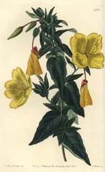 月見草の品種とロバ - 月見草、Oenothera fruticosa subsp.glauca (Glaucous oenothera, Oenothera glauca).Sydenham Edwards