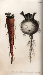 野菜の根：ニンジンとカブ。ランベス植物園（イギリス）の植物会議のために、サイデナム・エドワーズ（1768-1819）が描いたカラー銅版画。