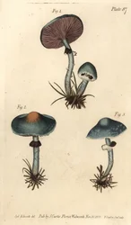 Verdigris mushroom or verdigris agaric, Stropharia aeruginosa, Fungi, Cryptogamia.William Curtis