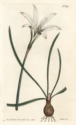 Virginia Amaryllis - Atamasco lily, Zephyranthes atamasco (Amaryllis atamasco) - Sydenham Edwards rom William Curtis
