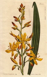 ワッシェンドルフリア（赤根）の先端に黄色とオレンジ色の大輪の花が咲く。背の高い花を咲かせるワケギは、黄色とオレンジ色のスパイク状の花をつける。南アフリカ原産。ワッシェンドルフリア・ティルスィフローラ（Wachendorfia thyrsiflora）。Sydによる植物図鑑からの手彩色銅版画