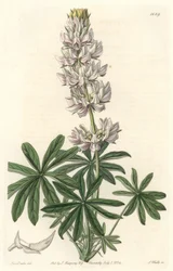 カリフォルニア州原産のホワイトフラワー・ルーピン（Lupinus microcarpus） - S. Watts strong water from an illustration by Sarah Anne Drake (1803-1857), from Botanical Register