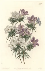 白と紫のレプトシフォン - Strong Water by S.Watts from an illustration by Sarah Anne Drake (1803-1857), from the Botanical Register