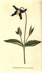 ホールリーフ・クレマタイト - ホールリーフ・クレマチスまたはバージン・バウアー、クレマチス・インテグリフォリア（Clematis integrifolia）。William Curtis