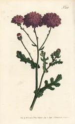 野生のシネレア - パープルグラウゼルまたはラグワート（Senecio elegans）。ロンドンのWilliam Curtis