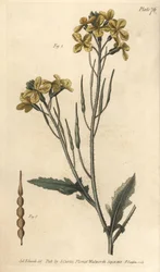 野生の大根、Raphanus raphanistrum、Siliquosa。William Curtis