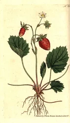 野いちご、Fragaria vesca（一葉のいちご、Versaillesのいちご、Fragaria monophylla）。William Curtis