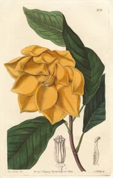 ジャワ島（インドネシア）原産の黄色い花のモクレン - Sarah Anne Drake（1803-1857）のイラストからS.Wattsが描いた強い水、Botanical Registerより。