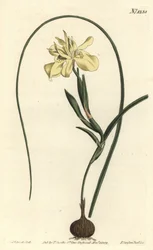 黄色いエスクルートのモレア、Moraea fugax（Moraea edulis）。William Curtis