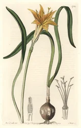 ペルー原産の黄色いパイロリオン（Amaryllis arvensis） - Sarah Anne Drake（1803-1857）のイラストからS.Wattsが描いた強い水、Botanical Registerから抜粋。