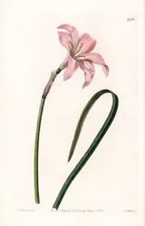 Zephyrantes hybrid variete - イギリスのSydenham Edwards (1768-1819)のBotanical Registerに掲載されたSarah Anne Drake (1803-1857)のイラストをS.Wattsがエングレービングしたプレート。