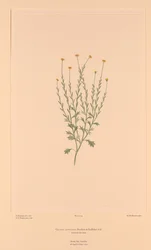 バンクス・フロリレギウム Plate 159 Calotis lappulacea