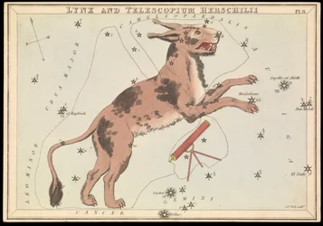 オオヤマネコとTelescopium Hereschilii, 1825年頃 (カード、紙、ティッシュ )