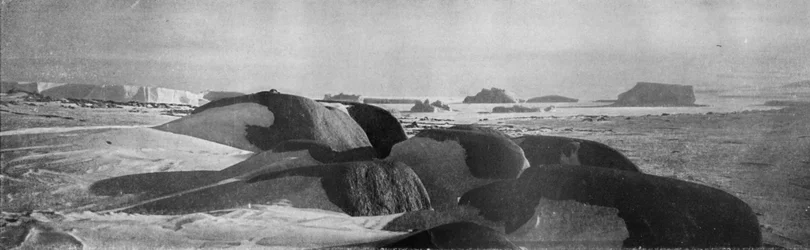 ケープロバーツで古代氷河によって計画された花崗岩ブロック、1911年、1913年。