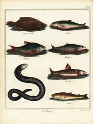 釣り: ヒラメ、チャブ、ゴキブリ、ガジョン、イワナ、ウナギ、ドジョウ。 1792年（彫刻）