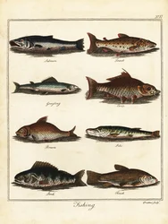 釣り: サーモン、マス、グレイリング、コイ、ブリーム、カワカマス、パーチ、tenc 1792 (彫刻)