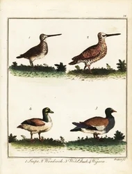 猟鳥：シギ、ヤマシギ、カモ、ヒドリガモ。 1792年（彫刻）