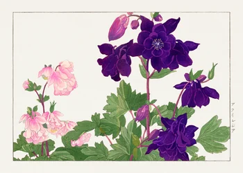 アキレギアの花（「西洋草花図譜」より