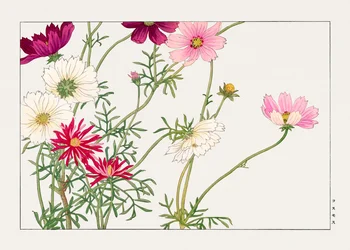 コスモスの花「西洋束風」より