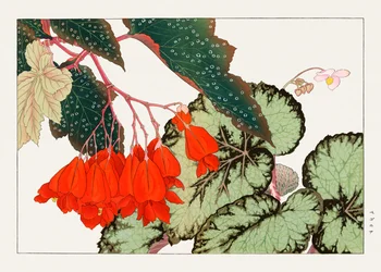 クラックリン・ロージー・ベゴニアの花 "西洋束風" より