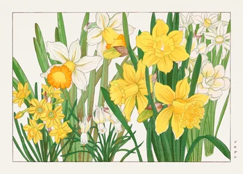 西洋草花図譜』の水仙
