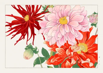 ダリアの花「西洋束風」より
