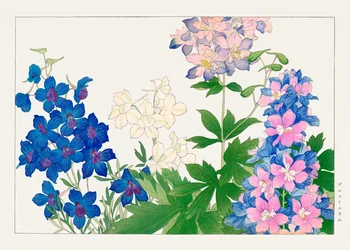 デルフィニウムの花（「西洋草花図譜」より