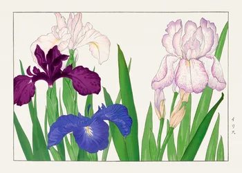 花菖蒲（『西洋束風』より