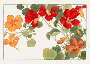 ナスタチウムの花（『西洋草花図譜』より