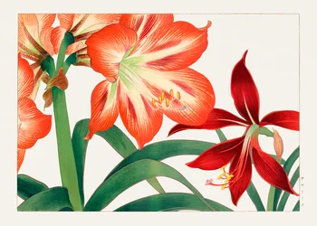 西洋束風」のヴィンテージ・アマリリスの花