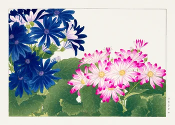 セイヨウソカズフウ」のヴィンテージ・シネラリアの花