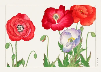 ヴィンテージのケシの花（「西洋草花図譜」より