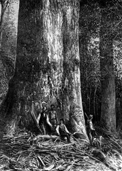 ジャイアントユーカリ、オーストラリア、1886