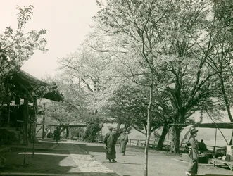 本州・大津町の桜、1900年頃～1915年（写真）