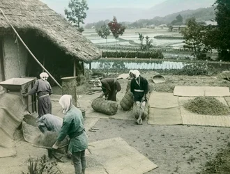 田んぼの畔で稲を刈る農民たち（1900年～1915年頃、日本）（写真
