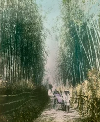 タケノコの中の若い女性 1900-1915年頃（写真）