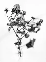 花の中で 2021 年 10 月 (b/w 写真)