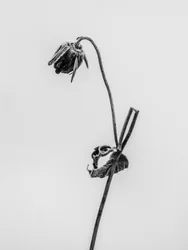 花の中で 2021 年 12 月 12 日 (b/w 写真)
