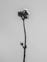 花の中で 2021 年 16 月 16 日 (b/w 写真)